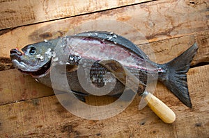 Fresh fish from the sea on wooden background, Healthy foods background