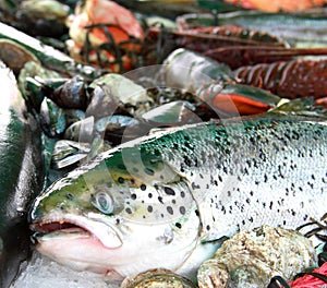 Fresh fish and seafood