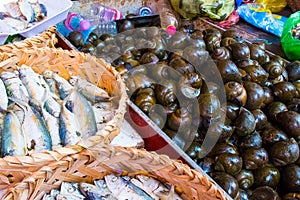 Fresh fish and seafood arrangement on local food market in Siem Reap, Cambodia