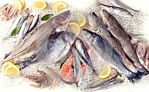 Fresh fish and seafood