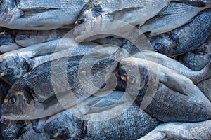 Fresh Fish at the Seafood Market