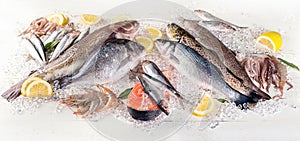 Fresh fish and seafood on white wooden background. Healthy eating.