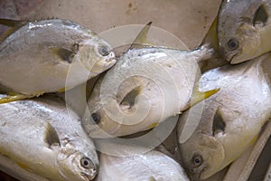 Fresh fish for selling