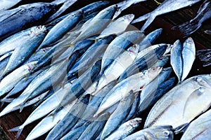 Fresh fish selling on local market