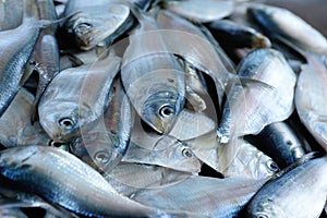 Fresh fish selling on local market