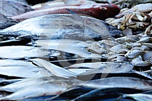 fresh fish selling on local market