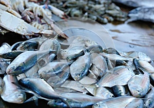 fresh fish selling on local market