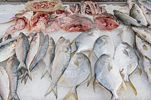 Fresh fish selling in market