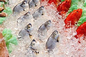 Fresh fish selling on market