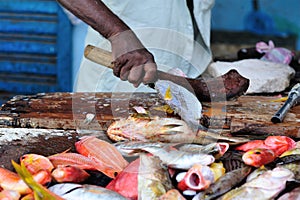 Fresh fish selling on the market