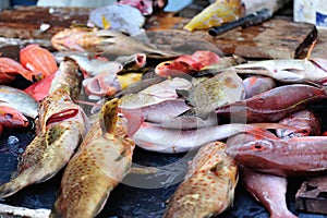Fresh fish selling on the market