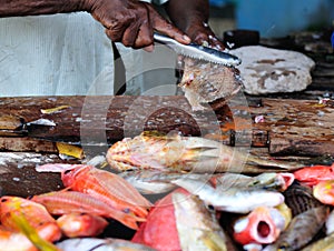 Fresh fish selling on market