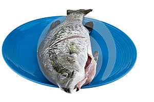 Fresh fish, snapper in a plate