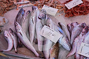 Fresh fish sold at an Italian market with merluzzo (translation: cod) and gamba (translation: shrimps photo