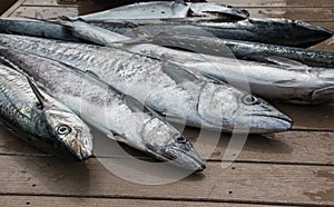 Fresh Fish Spread out on dock - Kingfish