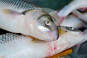 Fresh fish Squalius cephalus for sale at the fish market