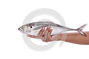 Fresh fish (torpedo scad) in hand. Studio shot isolated on white