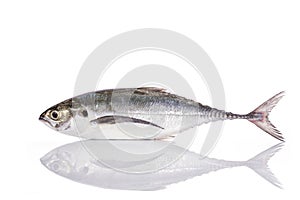 Fresh fish (torpedo scad). Studio shot isolated on white