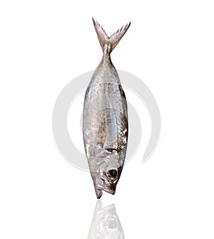 Fresh fish (torpedo scad). Studio shot isolated on white