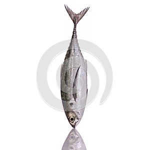 Fresh fish (torpedo scad). Studio shot isolated on white