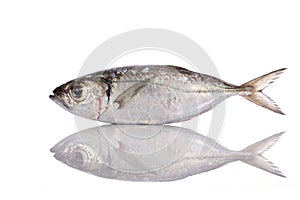 Fresh fish (torpedo scad). Studio shot isolated on white