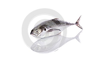 Fresh fish (torpedo scad). Studio shot isolated on white