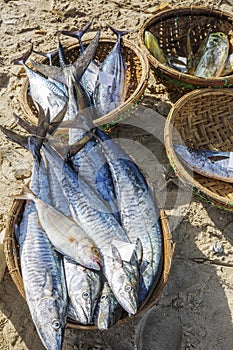 Fresh Fish and Tuna in basket on the beach