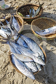 Fresh Fish and Tuna in basket on the beach