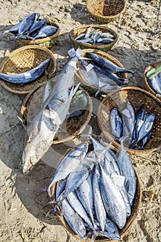 Fresh Fish and Tuna in basket on the beach