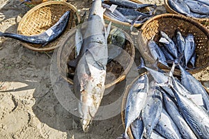 Fresh Fish and Tuna in basket on the beach