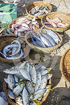 Fresh Fish and Tuna in basket on the beach