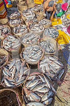 Fresh Fish and tuna in basket on the beach