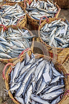 Fresh Fish and Tuna in basket at Long Hai fish market