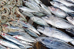 Fresh fish tuna, sardines and shrimps -  selling at fish market.