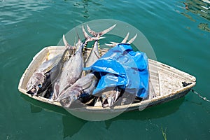 Fresh fish tuna in a small boat