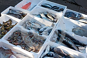Fresh fish on the waterfront in Budva, Montenegro