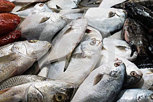 Fresh fish at wet market