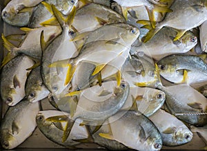 Fresh fish at a wet market