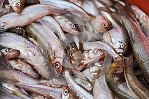 Fresh fished European smelt or anchovies