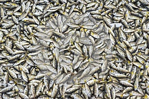 Fresh fishes caught at Cua Dai Beach, Quang Nam province, Vietnam