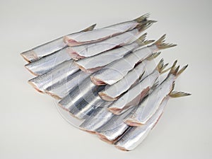 Fresh fishes herrings