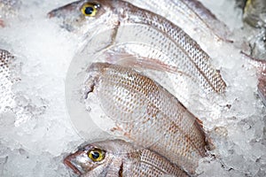 Fresh fishes in ice ready to sell in departement store