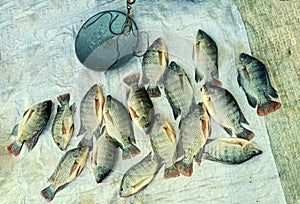 Fresh fishes in a local market.