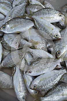 Fresh fishes at the market