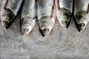 Fresh fishes for sell in local market bilaspur