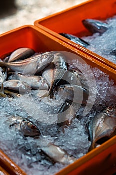 Fresh fishes with shredded ice in the cold basket