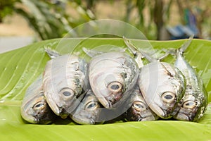 Fresh fishs on green banana leaf