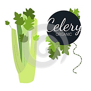 Fresh flat organic celery isolated