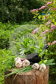 Fresh flavoring herbs and garlic on wooden stump in garden