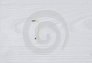 Fresh flax sprout on white wood background, top view . Flax or linen sprouter, microgreen